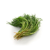 Fresh agretti