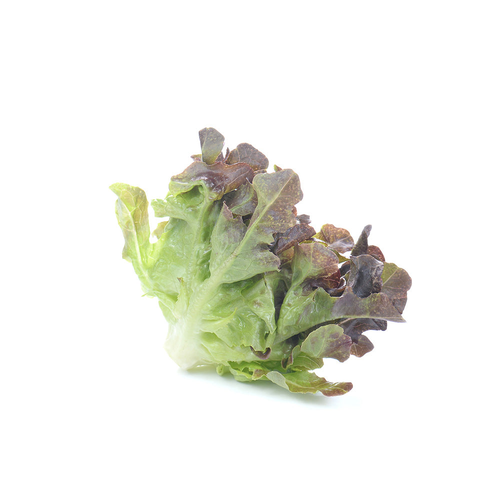 Fresh lettuce salad